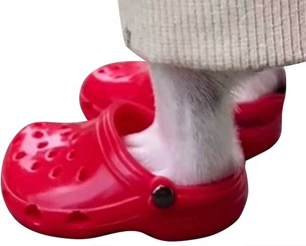 Crocs for dogs and cats