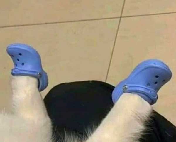 Crocs for dogs and cats