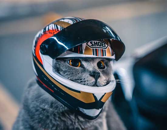 Motorcycle helmet for a cat